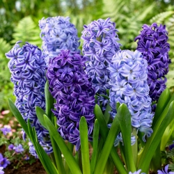 Blå blanding - et udvalg af 3 blå hyacintvarianter - 27 stk.