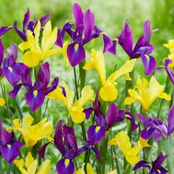 Gul-lilla hollandsk irissæt - 100 stk - 