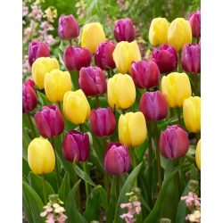 Набір тюльпанів фіолетового та жовтого кольору - 50 шт - 