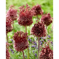 Alho decorativo - Red Mohican - Allium Red Mohican