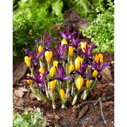 Set žutih krokusa i ljubičaste irisa - 100 kom