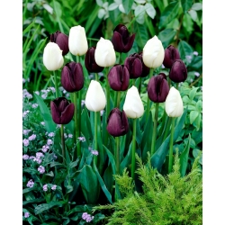 Малиново-пурпурный и белый набор из 2-х сортов тюльпанов - 50 шт. - 