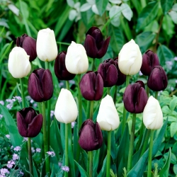 Crimson-lilla og hvitt sett med 2 tulipanvarianter - 50 stk