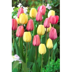 Kremasto bel in roza komplet tulipanov - 50 kosov