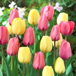 Juego de tulipanes blanco cremoso y rosa - 50 piezas