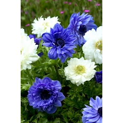 Anemon berbunga dua - set 2 jenis bunga putih dan biru - 80 pcs - 