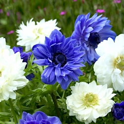 Anemon berbunga dua - set 2 jenis bunga putih dan biru - 80 pcs - 