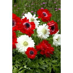 شقائق النعمان مزدوجة الزهور - مجموعة الأحمر والأبيض - نوعان من شقائق النعمان - 80 قطعة - 