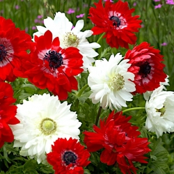 Çift çiçekli anemon - kırmızı ve beyaz set - 2 anemon çeşidi - 80 adet - 