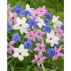 Ipheion - 3-цветен комплект звездови цветя - 90 бр; пролетно звездно цвете - 