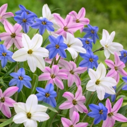 Ipheion - conjunto starflower de 3 cores - 90 pcs.; flor estelar da primavera