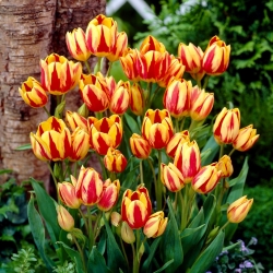 Tulpe 'Color Spectacle' - liels iepakojums - 50 gab.
