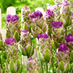 Tulipa Purple Tower - paquete de 5 piezas