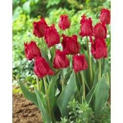 Tulip Barbados - μεγάλο πακέτο! - 50 τεμ - 