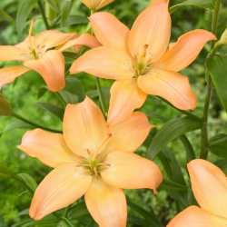 Asiatic lily - Easy Whisper - large package! - 10 pcs