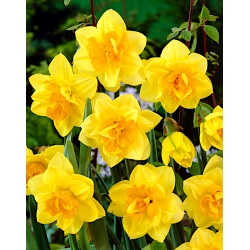 Narcis, narcis - dubbele bloemen - 'Apotheose' - grootverpakking - 50 st - 