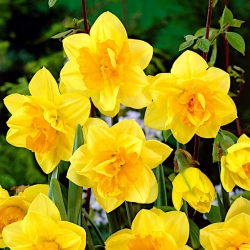 Narciso, narciso - flores duplas - 'Apotheose' - embalagem grande - 50 unidades