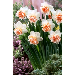 Narcissus Extravaganza berbunga ganda - pakej besar! - 50 keping - 