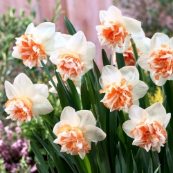 Narcissus Extravaganza berbunga ganda - pakej besar! - 50 keping - 