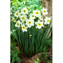 Narcise, narciss 'Sinopel' - liels iepakojums - 50 gab.