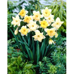 Daffodil, narcissus Mengubah Warna - pakej besar! - 50 keping - 