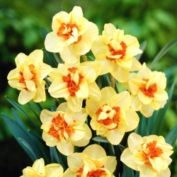 Daffodil, narcissus Double Fashion - pakej besar! - 50 keping - 