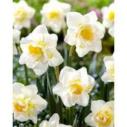 Daffodil, narcissus White Lion - pakej besar! - 50 keping - 