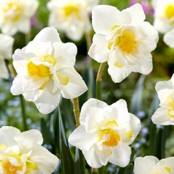 Daffodil, Narcissus White Lion - paket besar! - 50 buah - 