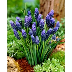 Grape hyacinth Neglectum - large package! - 100 pcs