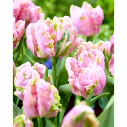 Tulip Air - large package! - 50 pcs