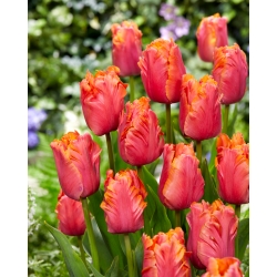 Tulip 'Amazing Parrot' - pacote grande - 50 unidades