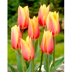 Tulip Blushing Beauty - חבילה גדולה! - 50 יח &#39; - 