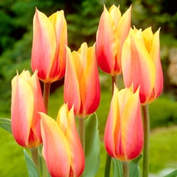 Tulip Blushing Beauty - büyük paket! - 50 parça - 