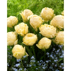 Tulipe 'Bowl of Beauty' - grand paquet - 50 pcs