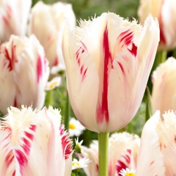 Tulipan 'Carrousel' - velika embalaža - 50 kosov