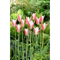 Tulipano 'Clusiana Lady Jane' - confezione grande - 50 pz