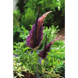 Dragon Lily - Dracunculus vulgaris - ห่อใหญ่! - 10 ชิ้น; dracunculus ทั่วไป, dragon arum, black arum, voodoo lily, snake lily, stink lily, black dragonwort, ragons - 