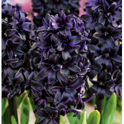 Hyacint Dark Dimension - čierna - veľké balenie! - 10 ks - 