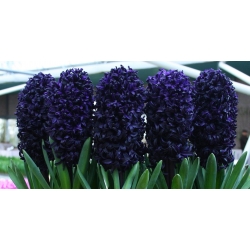 Hyacinth Dark Dimension - hitam - pakej besar! - 10 biji - 