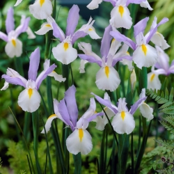 Dutch iris Silvery Beauty - แพ็คเกจใหญ่! - 100 ชิ้น - 