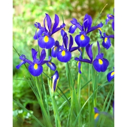 Iris olandese - Saphire Beauty - confezione economica! - 100 pz - 
