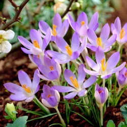 Crocus Lilac Beauty - confezione grande! - 100 pz