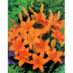 Dwarf lily - Abbersville Pride - large package! - 10 pcs