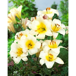 Trumpet lily - White Planet - large package! - 10 pcs