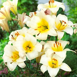 Trumpet lily - White Planet - large package! - 10 pcs