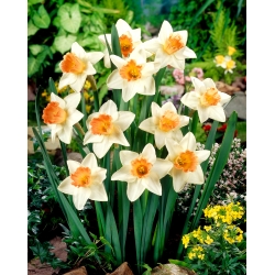 Daffodil, Narcissus Accent - gói lớn! - 50 chiếc - 