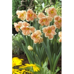 Daffodil, Narcissus Apricot Whirl - gói lớn! - 50 chiếc - 