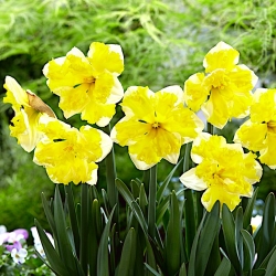 Daffodil, Narcissus Banana Splash - paket besar! - 50 buah - 