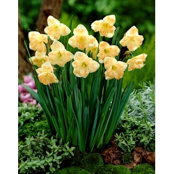 Daffodil, narcissus Cum Laude - paket besar! - 50 buah - 