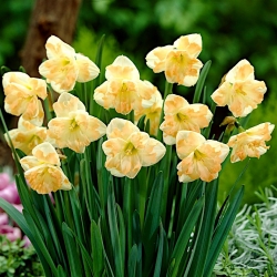 Daffodil, narcissus Cum Laude - paket besar! - 50 buah - 